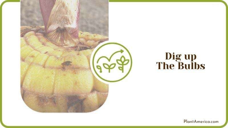 Dig up Gladiolus Bulbs PlantAmerica