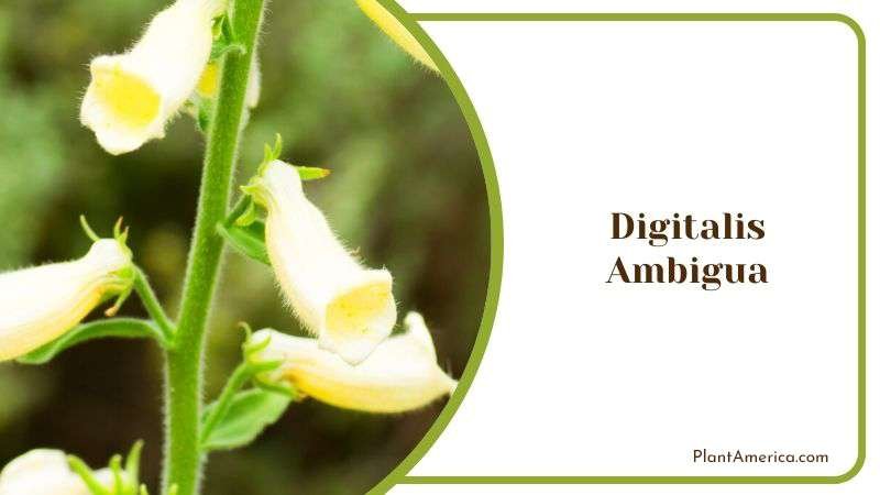 Digitalis Ambigua Plant America