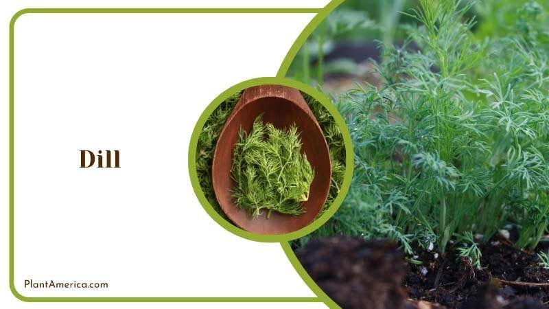 Dill Growth Requirements PlantAmerica