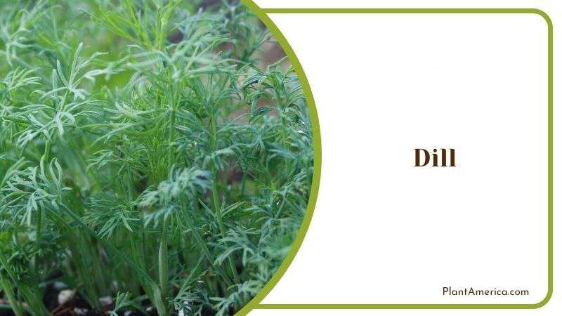 Dill Plant America Dill Plant America