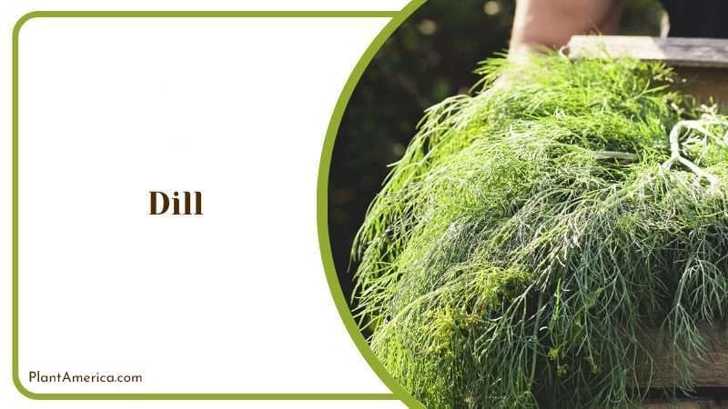 Dill or Anethum Graveolens PlantAmerica