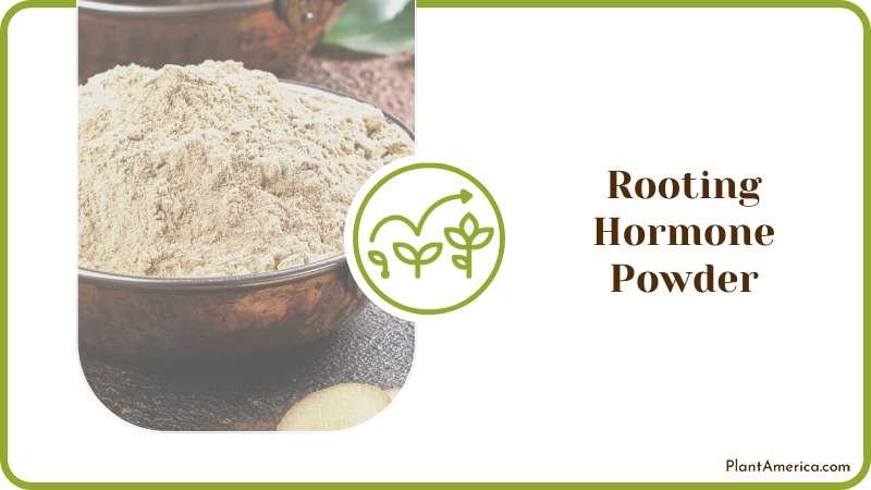 Dip Ivy Plants in Rooting Hormone Powder Plant America