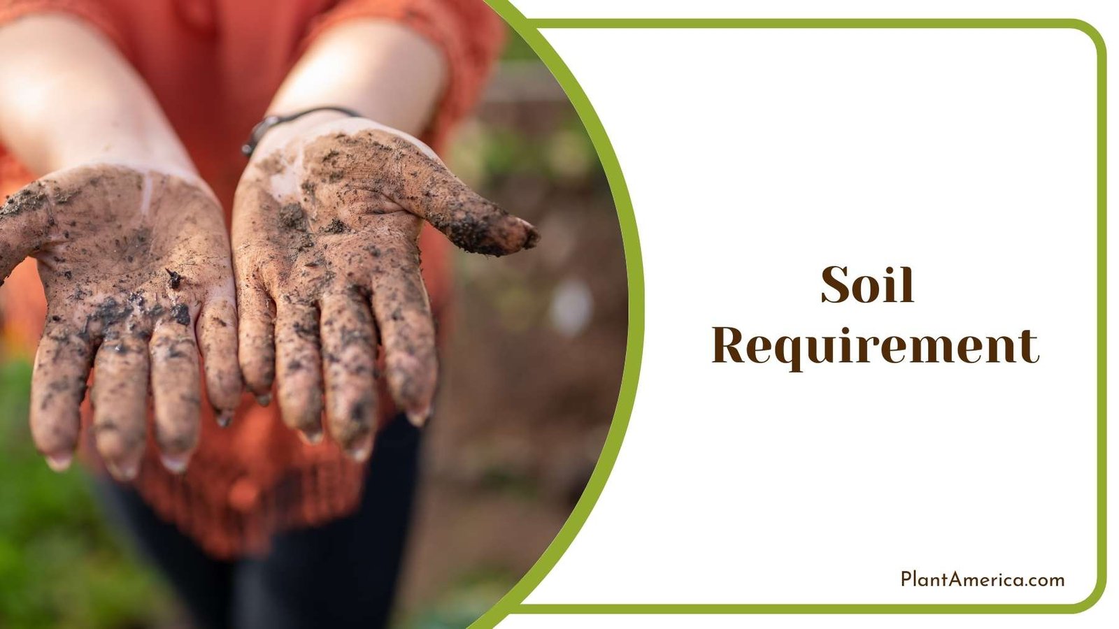 Dirt Of Soil On Hands Of a Gardener Plant America Dirt Of Soil On Hands Of a Gardener Plant America