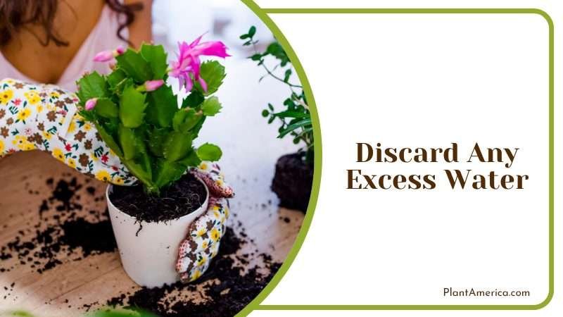 Discard Any Excess Water Plant America Discard Any Excess Water Plant America