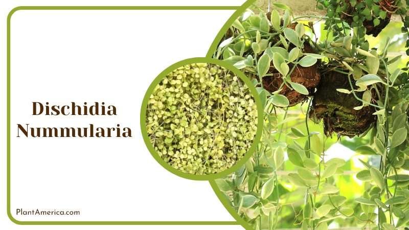 Dischidia Nummularia Plant Plant America