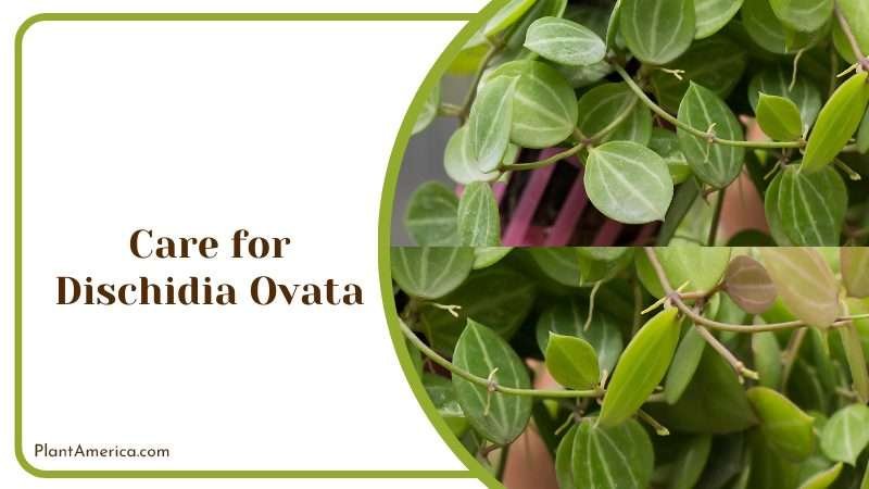 Dischidia Ovata Plants Plant America