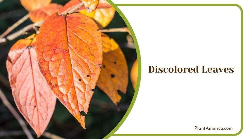 Discolored Leaves Plant America