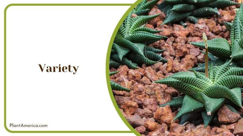 Discover the Unique Characteristics Plant America