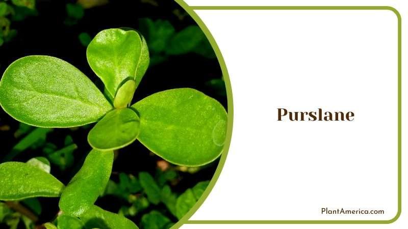 Discovering the Nutritional of Purslane Plant America