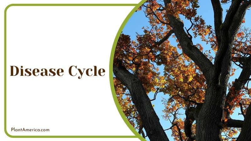 Disease Cycle of the Black Knot Fungus Plant America