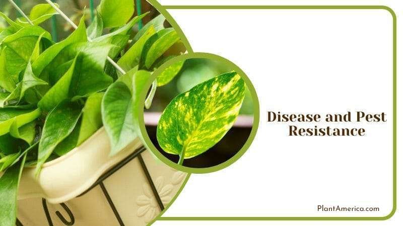 Disease and Pest Resistance Scindapsus PlantAmerica