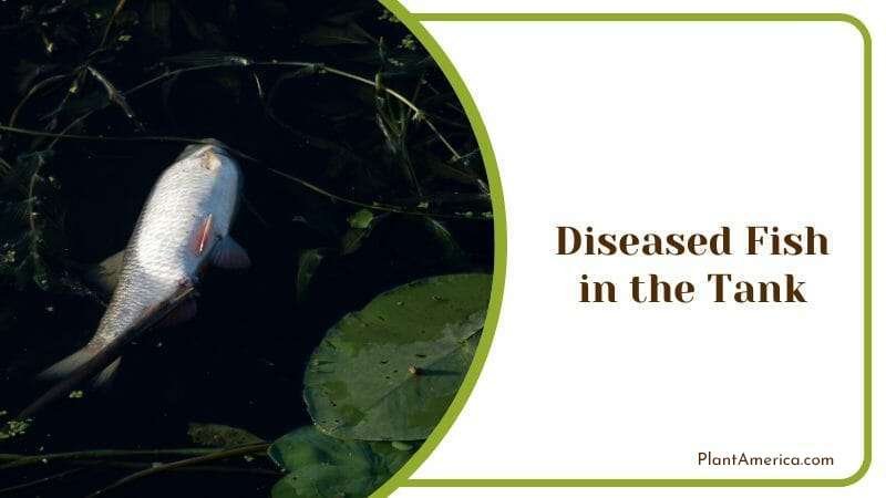 Diseased Fish in the Tank Plant America