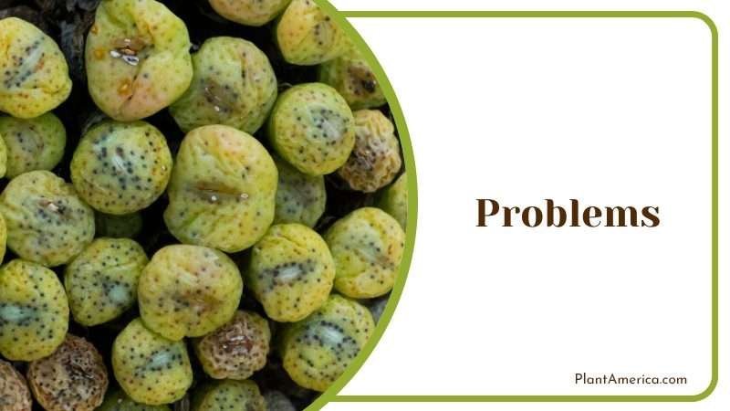 Diseases Attack the Conophytum Burgeri Plant America