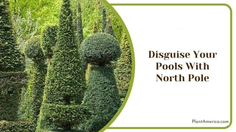 Disguise Your Pools With North Pole Plant America Disguise Your Pools With North Pole Plant America
