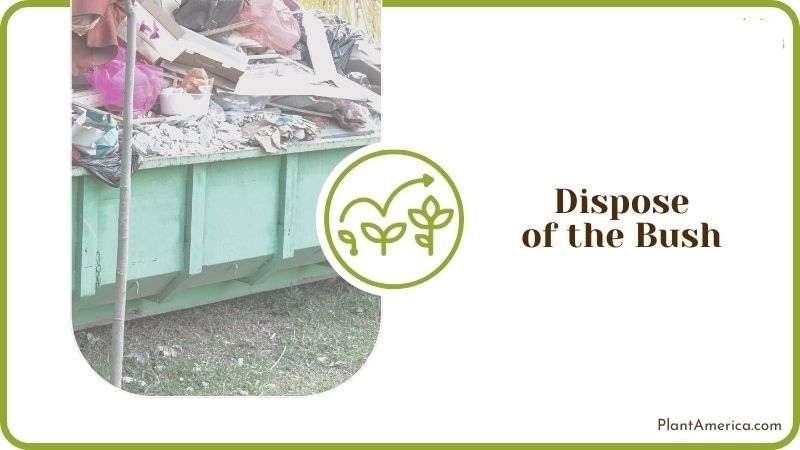 Disposing Large Bushes Plant America