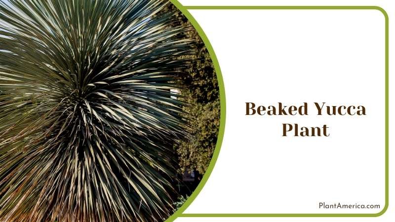 Distinctive Beaked Yucca Plant Plant America