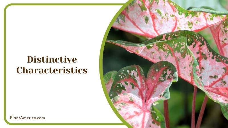 Distinctive Characteristics Plant America