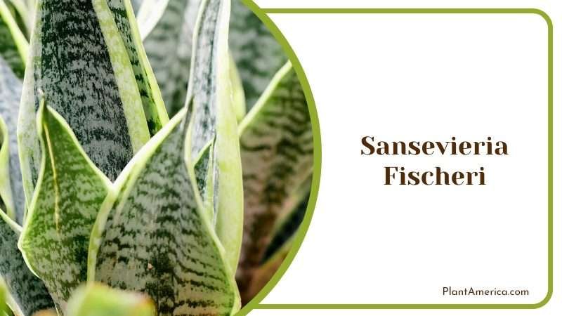 Distinctive Sansevieria Fischeri Varieties PlantAmerica