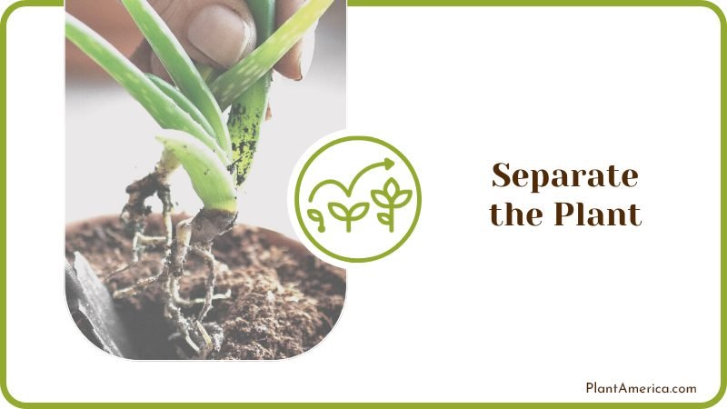 Divide Aloe Pups from The Parent Plant Plant America