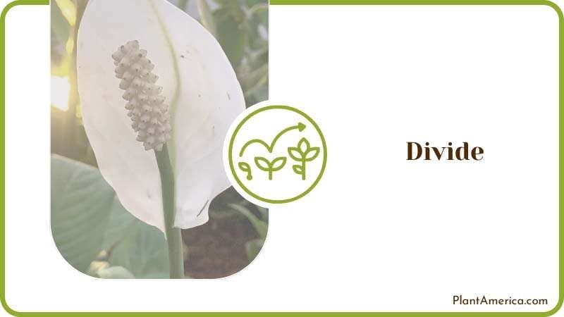 Divide the Plant Plant America