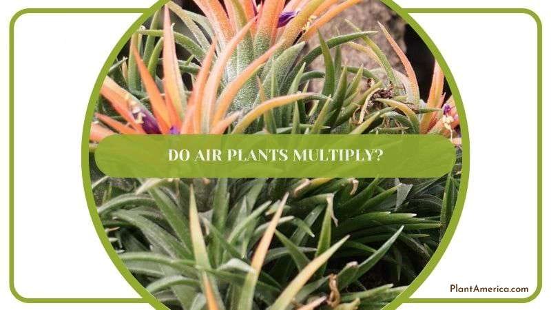 Do Air Plants Multiply Plant America Do Air Plants Multiply Plant America