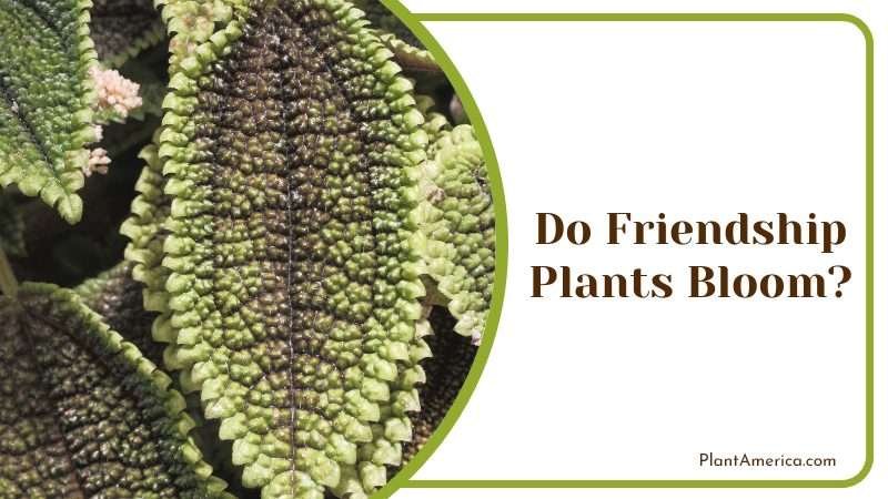 Do Friendship Plants Bloom Plant America 1 Do Friendship Plants Bloom Plant America 1
