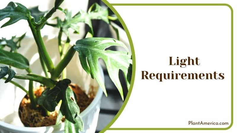 Do Friendship Plants Bloom Plant America