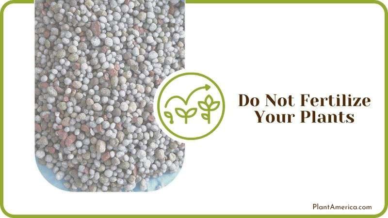 Do Not Fertilize Plants During Heatwave Plant America