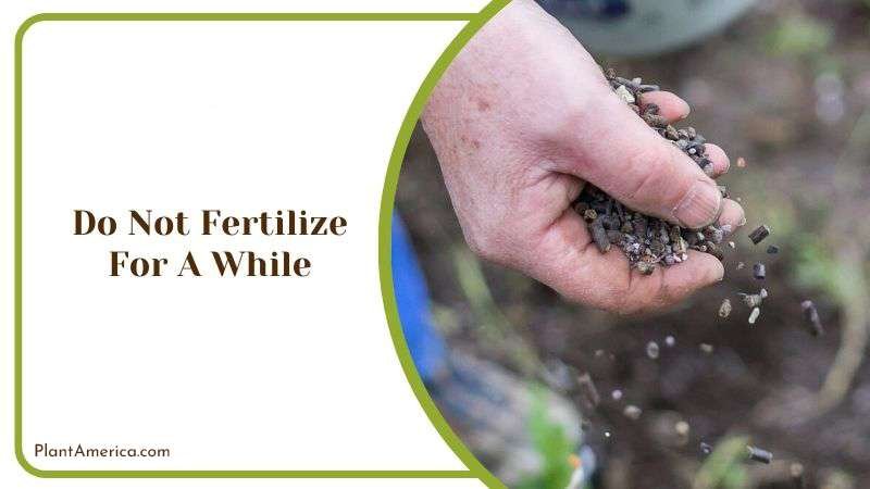 Do Not Fertilize for A While Plant America