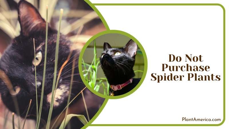 Do Not Purchase Spider Plants PlantAmerica 1