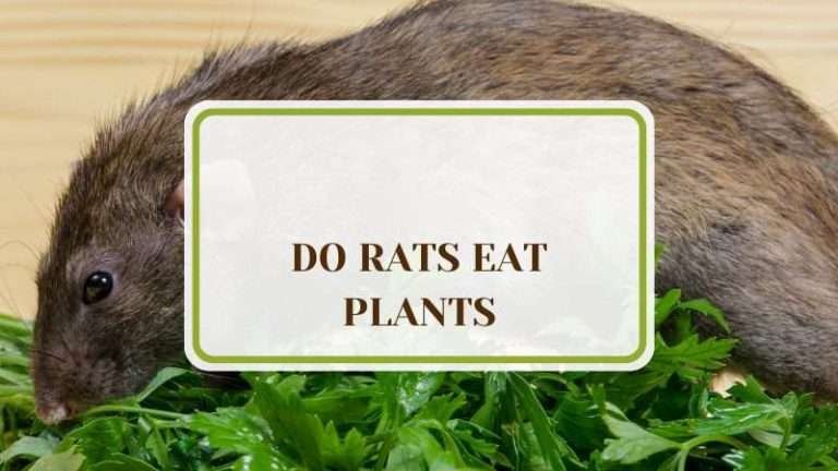 Do Rats Eat Plants? Getting Rid of Rodents in the Garden - Plant America
