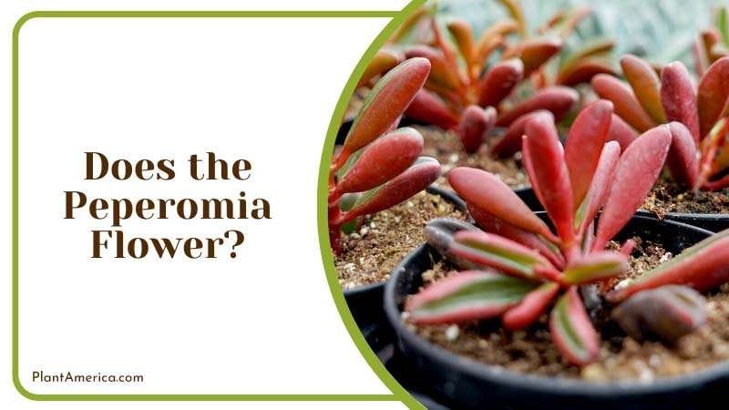 Does the Peperomia Flower PlantAmerica