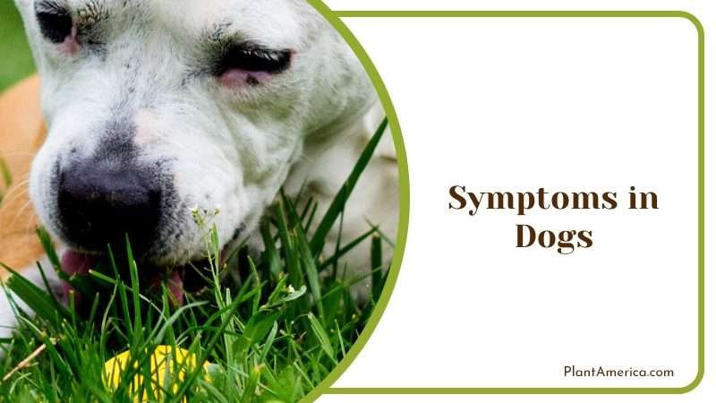 Dog Consuming Plant Leaves Plant America