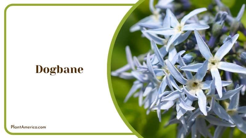 Dogbane Special Features Plant America Dogbane Special Features Plant America