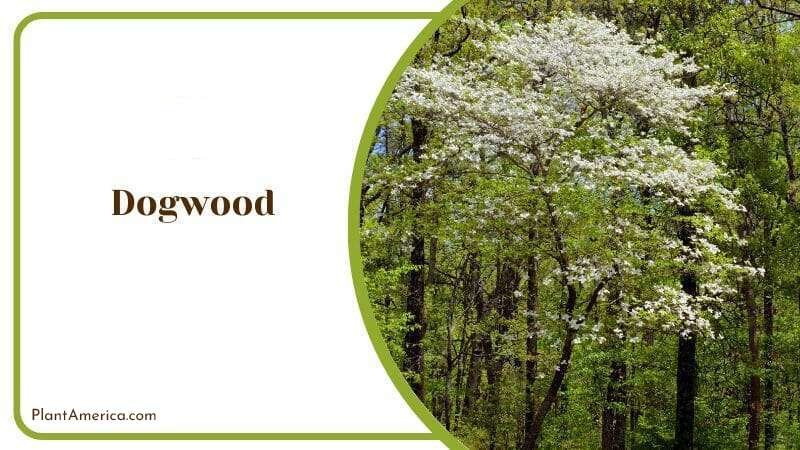 Dogwood Plant America