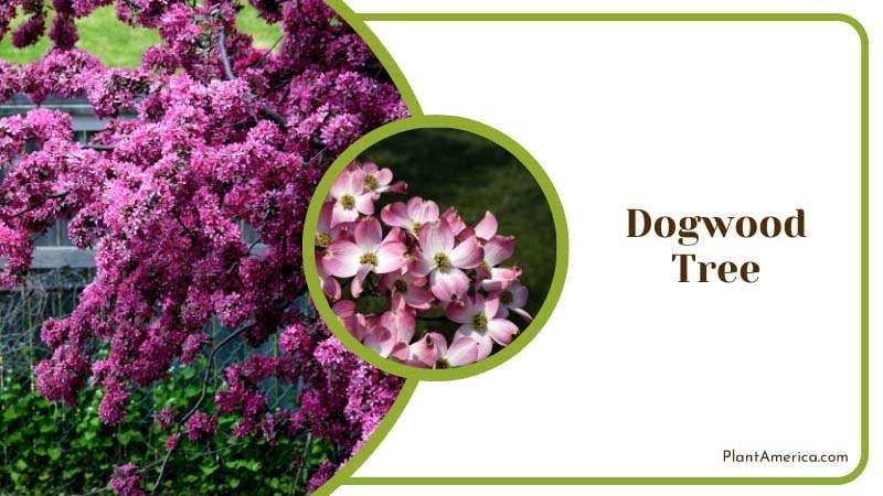 Dogwood Tree in Garden Plant America Dogwood Tree in Garden Plant America