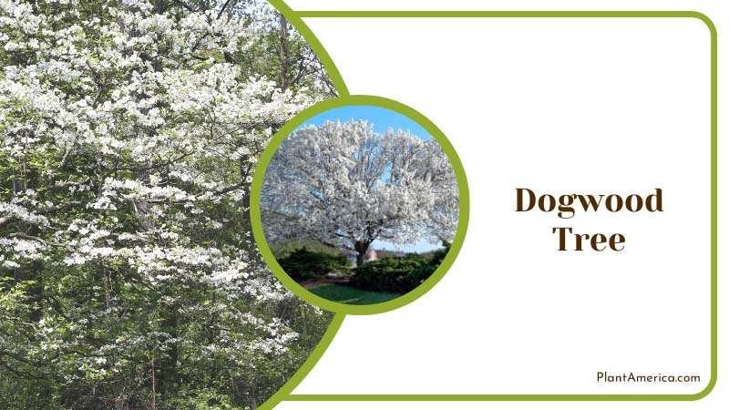 Dogwood Tree need to be watered frequently Plant America