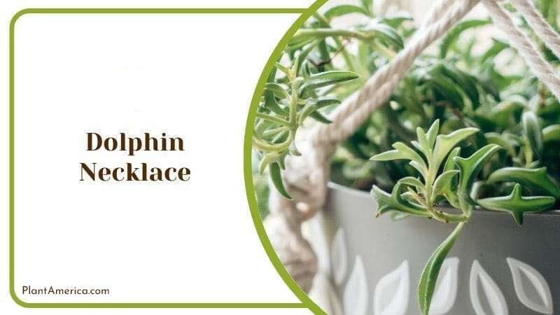 Dolphin Necklace Plant America