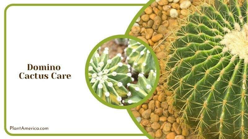 Domino Cactus Growth Plant America