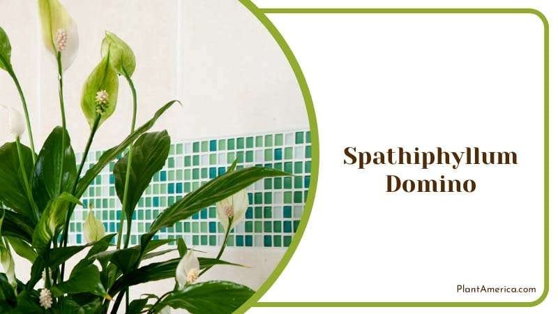 Domino Peace Lily is an Easy Going Plant PlantAmerica