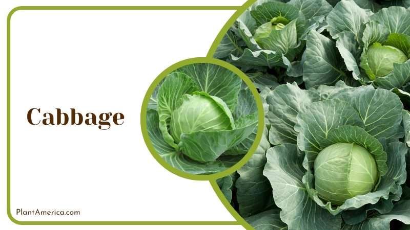 Dont grow blueberries next to Cabbage Plant America