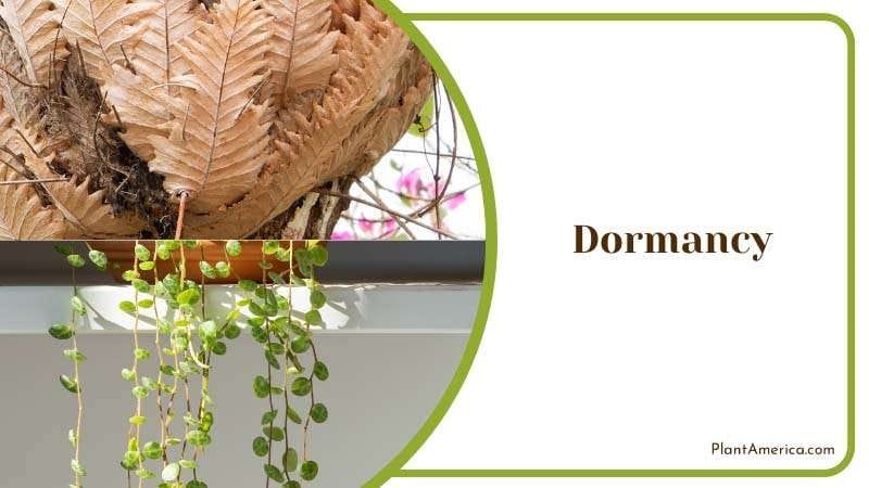 Dormancy Dormancy Phase During Winter PlantAmerica