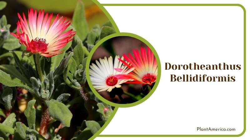 Dorotheanthus Bellidiformis Plant Plant America