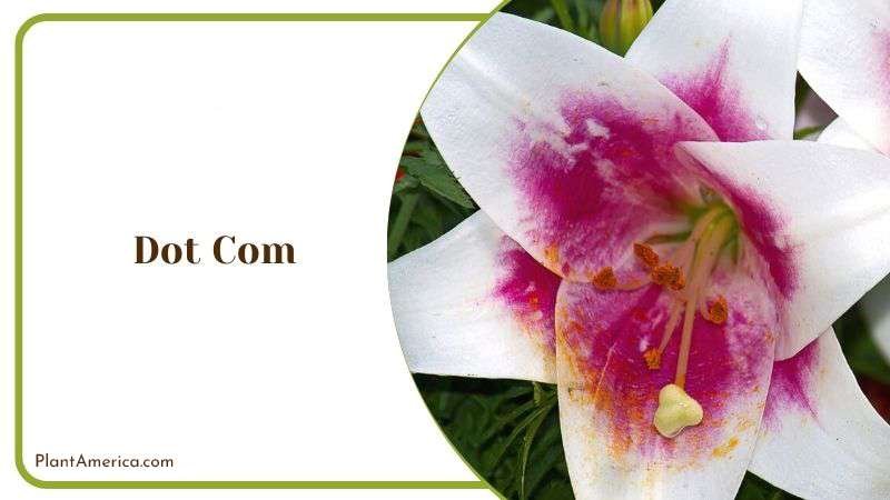 Dot Com Plant America