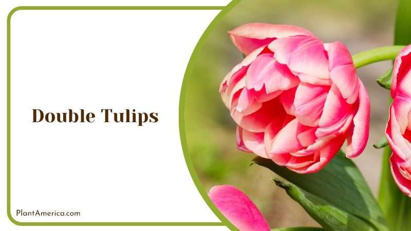 Double Tulips in a Garden Plant America