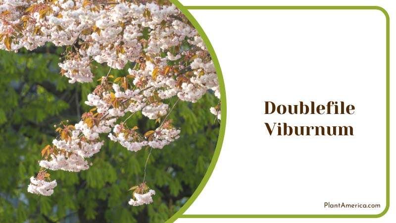 Doublefile Viburnum