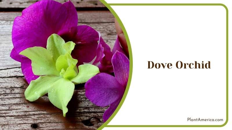 Dove Orchid Flowers on Table Plant America