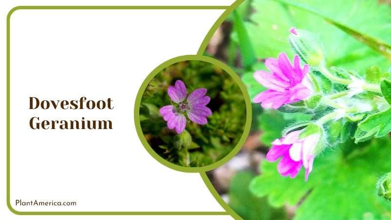 Dovesfoot Geranium Groundcover Plant America Dovesfoot Geranium Groundcover Plant America