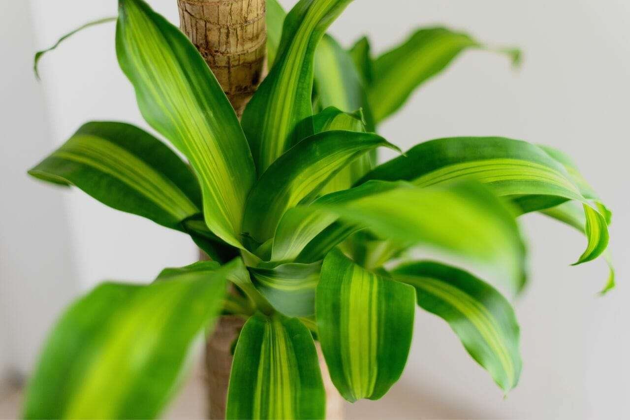 Dracaena Fragrans Corn Plant Plant America