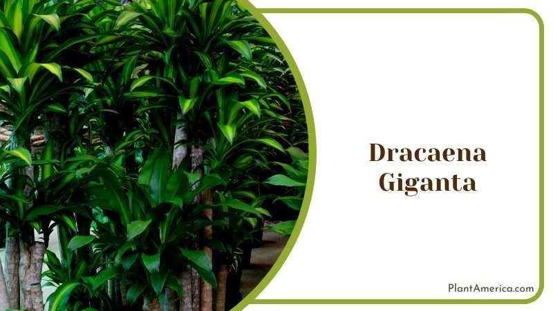 Dracaena Giganta Plants in Greenhouse Plant America